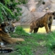 Tigri-di-Sumatra-al-Bioparco-di-Roma