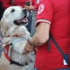 Croce Rossa di Roma "arriva il docu-film su animali e uomini"