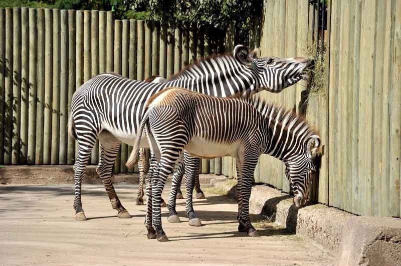 Bioparco di Roma, San Valentino mascherati.