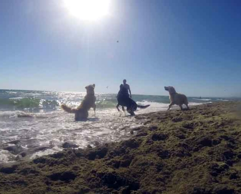 Baubeach® la spiaggia per cani liberi e felici.