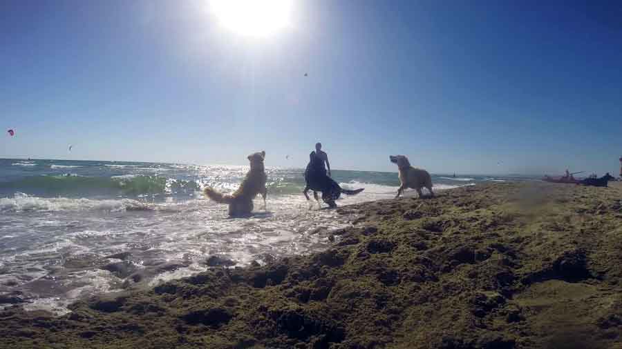 Baubeach® la spiaggia per cani liberi e felici.