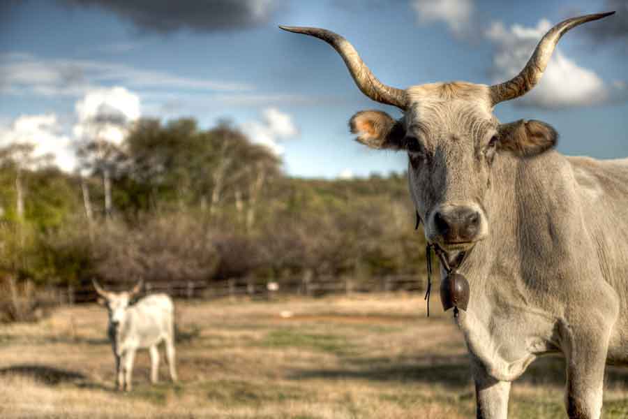 La Tuscia (VT) Giornata Mondiale della Biodiversità,