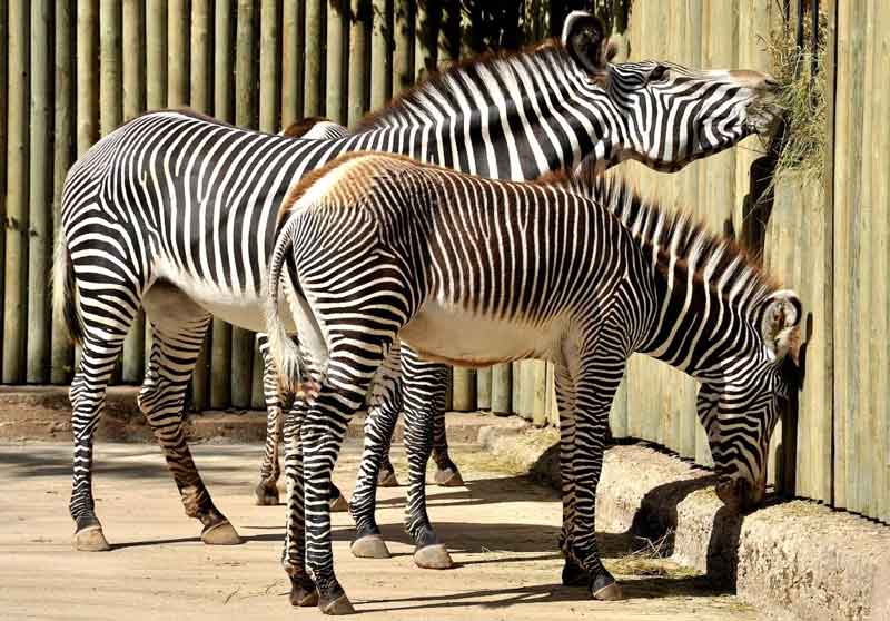 Bioparco di Roma “Carnevale i vestiti degli animali”.