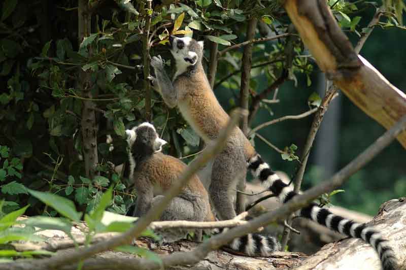 Bioparco di Roma “Carnevale i vestiti degli animali”.