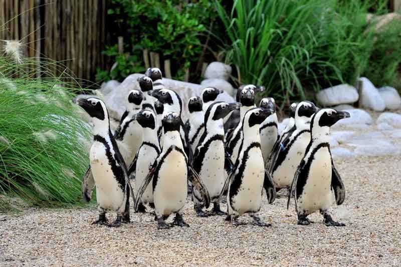 Al Bioparco di Roma “EsploraNatura”