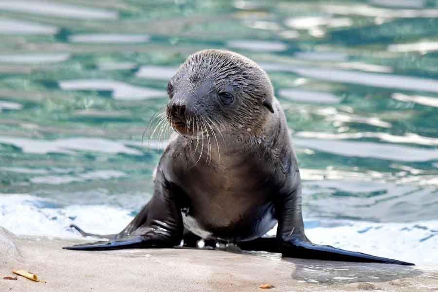 Bioparco di Roma è nata un’Otaria.