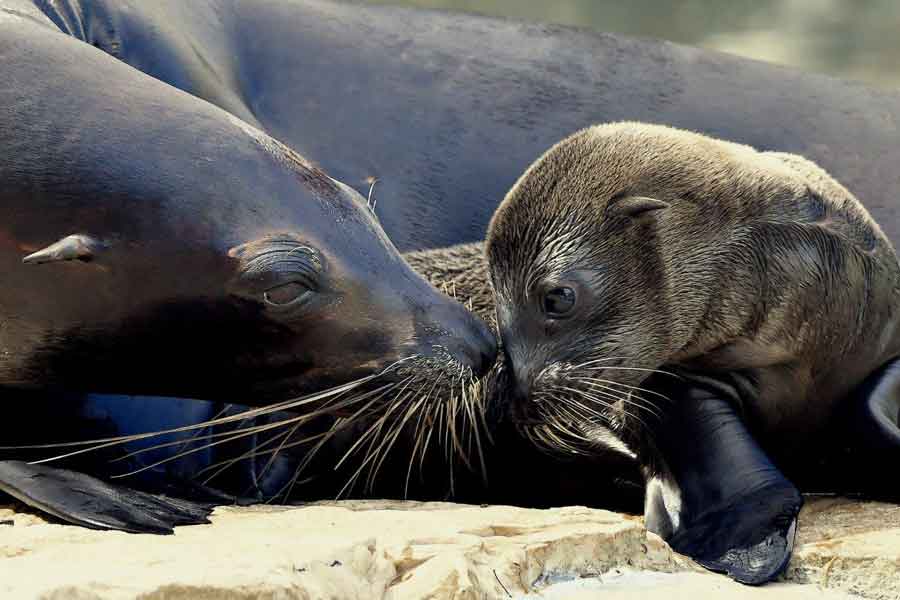 Bioparco di Roma è nata un’Otaria.