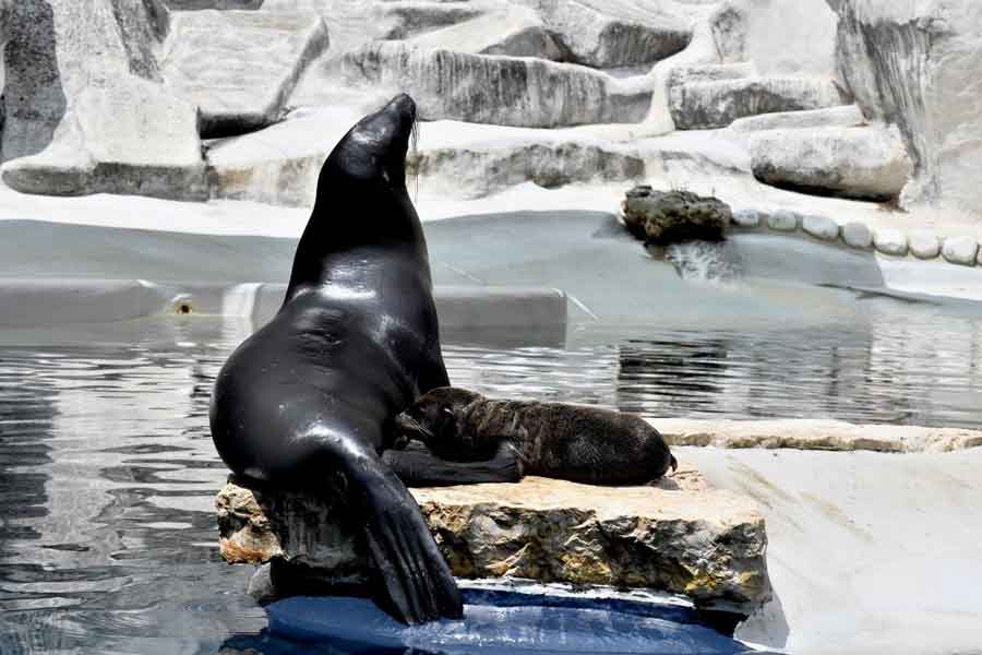 Bioparco di Roma è nata un’Otaria.